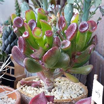 宇宙の木の投稿画像一覧 Greensnap グリーンスナップ