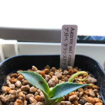 アガベ サルミアナ クラッシスピナの投稿画像一覧 Greensnap グリーンスナップ