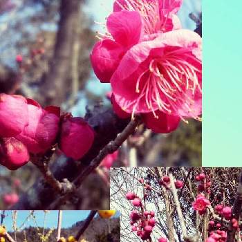 近江富士花録園の画像 by キンちゃんさん | お出かけ先と紅梅♡とソシロロウバイと近江富士花録園と植物園と今日はあったか。