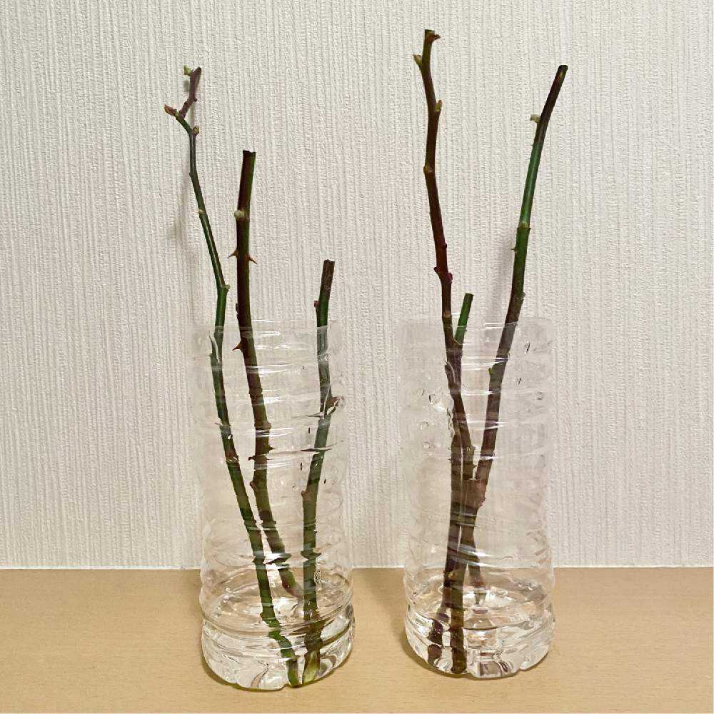 バラ挿し穗2種各1本&挿し木用土1袋 バラ挿し穗2種各1本&挿し木用土1袋