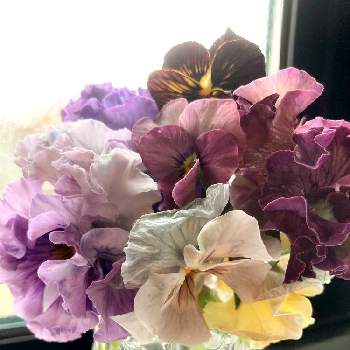 パンジー・パルムディールの画像 by れいちるさん | 窓辺とタイガーアイ レッドとパンジー・パルムディールとビオラ・シエルプリエと水色の花とビオラ・パンジーとお気に入りと私の癒しと私の宝物～❤とスミレ♡と花のある暮らしと紫の花
