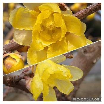 ロウバイ属の投稿画像一覧 Greensnap グリーンスナップ