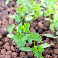 パセリの育て方 地植えやプランターでの栽培方法は Greensnap グリーンスナップ