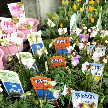 スミレの花の投稿画像一覧 Greensnap グリーンスナップ