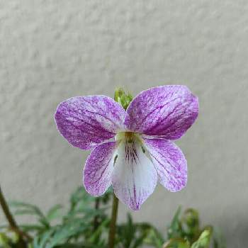 スミレの花の投稿画像一覧 Greensnap グリーンスナップ