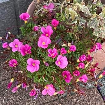 花友さんの画像 by manabeさん | お出かけ先とオキザリス　桃の輝きとオキザリスとカタバミ科とピンクの花とカタバミの花と球根植物と花友さん