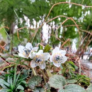 節分の投稿画像一覧 Greensnap グリーンスナップ