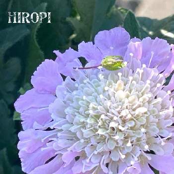 スカビオサの花の画像 by ヒロッピーさん | 小さな庭とスカビオサの花
