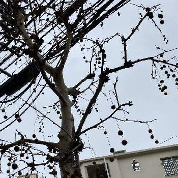 ポプラの実の投稿画像一覧 Greensnap グリーンスナップ