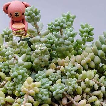 ビアホップ の投稿画像一覧 Greensnap グリーンスナップ