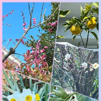 山茶花の画像 by gogomasap   さん | 山茶花とももの花とヤツデと水仙と柚子？と梅の花とＧＳの繋がりに感謝✨と医療現場の人々に感謝とｺﾒﾝﾄ、ｲｲﾈ(୨୧•͈ᴗ•͈)◞ᵗʱᵃᵑᵏઽ*♡とｺﾛﾅに気をつけて下さいね