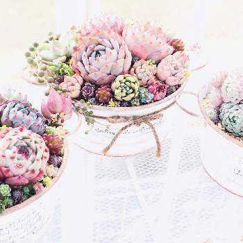 ギロの投稿画像一覧 Greensnap グリーンスナップ