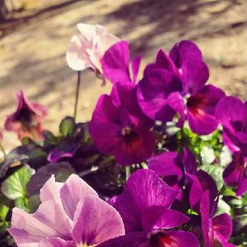 強い植物の画像 by 葉月さん | 小さな庭とグラデーションとパープル系と咲いた～と花のある暮らしと強い植物とかわいい花