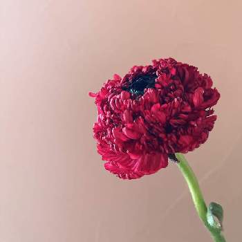 ラナンキュラス モロッコ シャウエンの投稿画像一覧 Greensnap グリーンスナップ