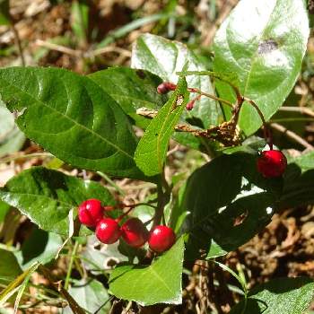 常緑小低木の投稿画像一覧 Greensnap グリーンスナップ