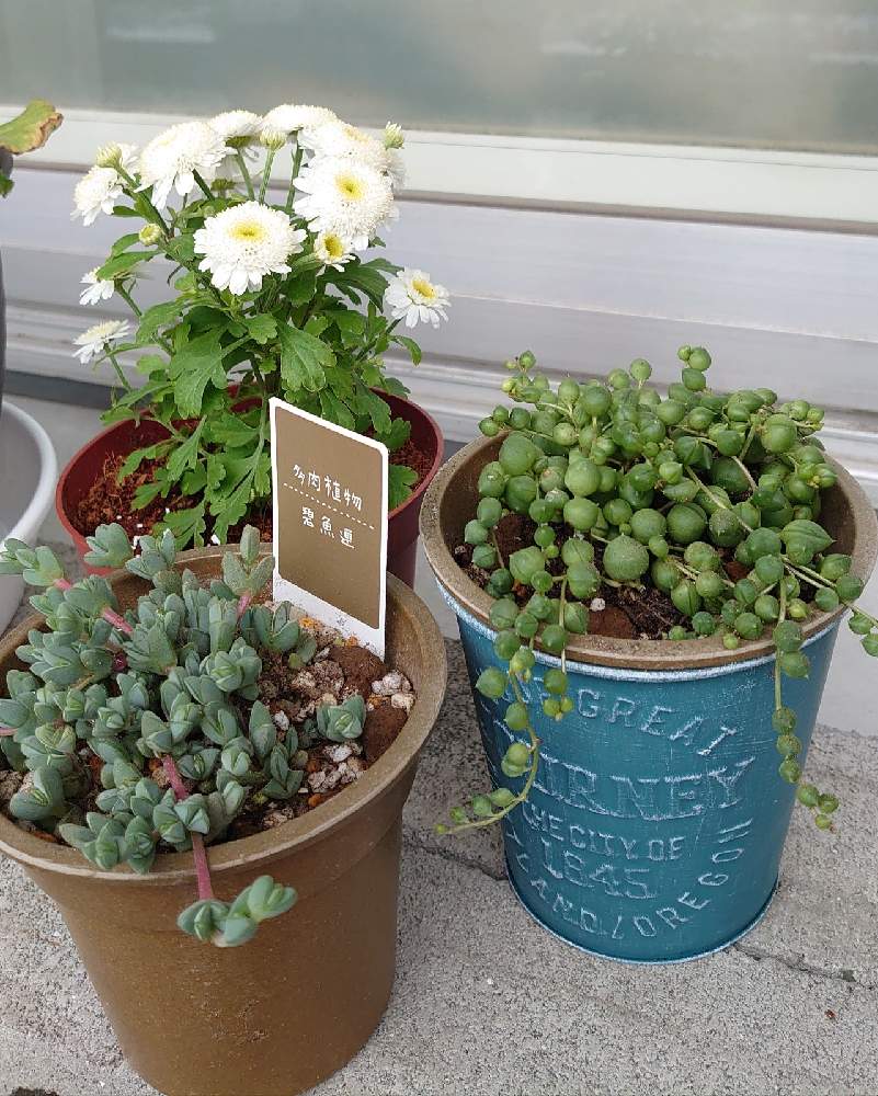 バルコニー ベランダの投稿画像 By 花 花ちゃんさん 碧魚連とグリーンネックレス とマトリカリア と 碧魚連とグリーンネックレス とマトリカリア 22月2月13日 Greensnap グリーンスナップ Greensnap グリーンスナップ