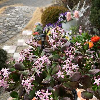 花月 の投稿画像一覧 Greensnap グリーンスナップ