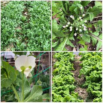 マメ科 の投稿画像一覧 Greensnap グリーンスナップ