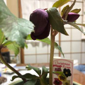 クリスマスローズ赤一重の投稿画像一覧 Greensnap グリーンスナップ