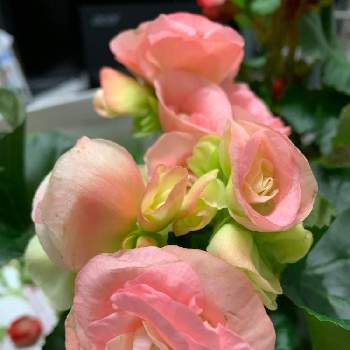 リーガース ベゴニアの投稿画像一覧 Greensnap グリーンスナップ