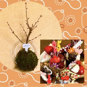 苔玉,買物メモ,さくら,八重紅彼岸桜の画像