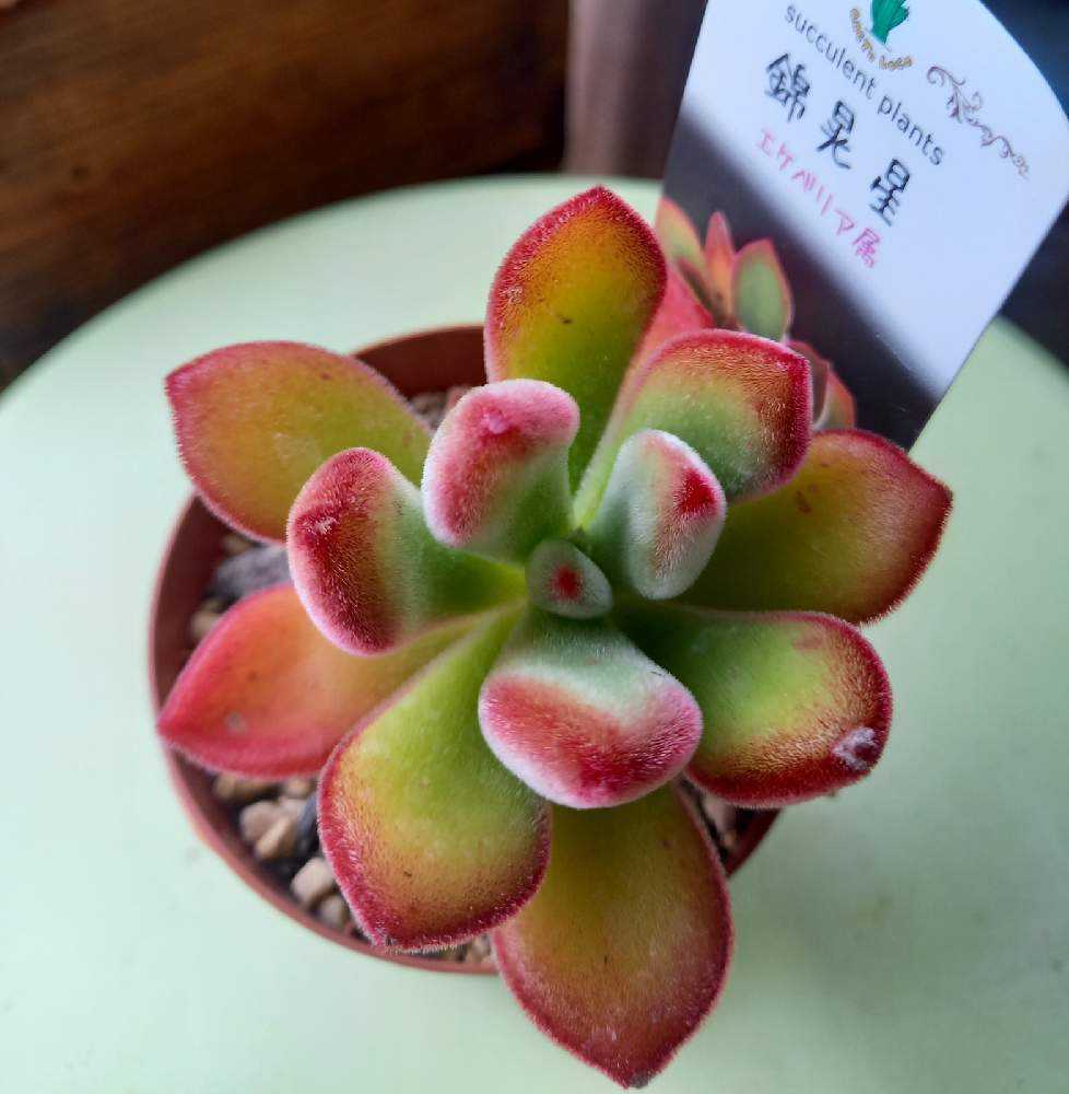 多肉植物❤錦晃星❤抜き苗