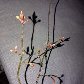 香る木の投稿画像一覧 Greensnap グリーンスナップ