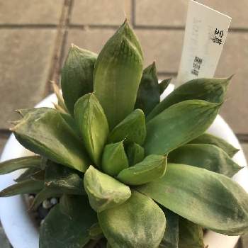 ハオルチア 宝草の投稿画像一覧 Greensnap グリーンスナップ