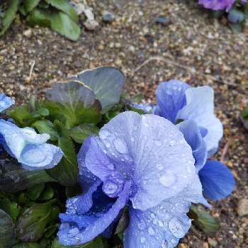 青いスミレ科マニア の投稿画像一覧 Greensnap グリーンスナップ