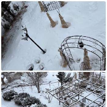 冬囲い の投稿画像一覧 Greensnap グリーンスナップ