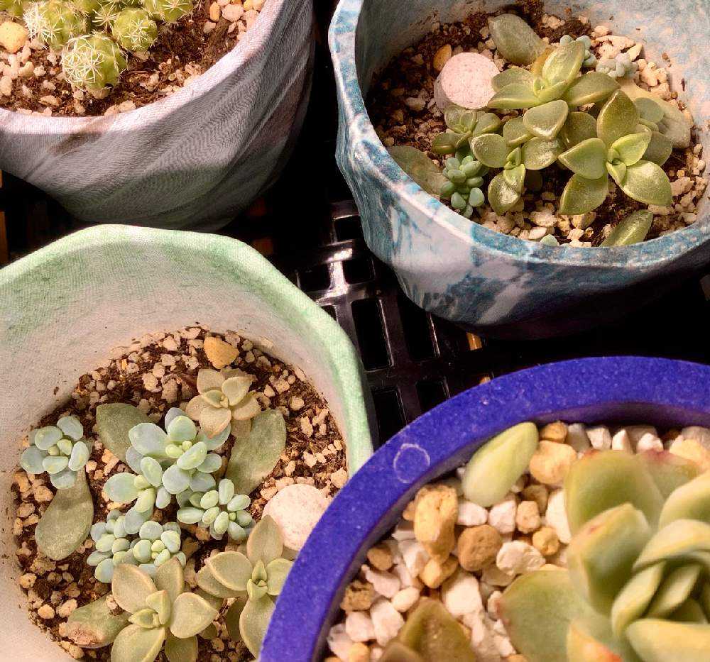 姫厳竜 胴切り 子株 30株以上 鉢のまま発送 姫厳竜 胴切り 子株 30株以上 鉢のまま発送 2025年最新】姫