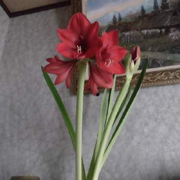 アマリリス レッドライオンの投稿画像一覧 Greensnap グリーンスナップ