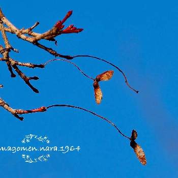 気温3℃の画像 by tamagomen. nara.1964さん | 植物観察日記と野鳥のいる風景とOLYMPUS PEN E-PL10と気温3℃と紅葉*と曇りとモミジ*と奈良県奈良市