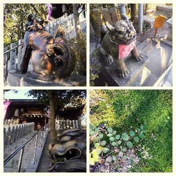 狛犬の画像 by 卯月さん | お出かけ先と狛犬と神社仏閣とみどりのある暮らしと散歩と森に居る