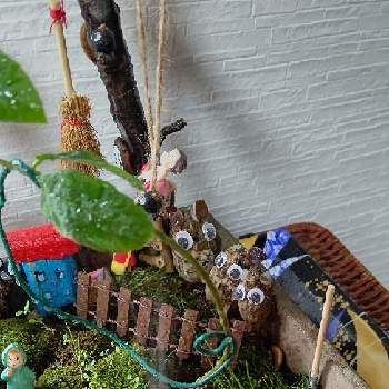植物雑貨♪の画像 by natsumenobabaさん | 部屋とどんぐりと苔盆栽と幸せな時間と箱庭盆栽と植物雑貨と植物雑貨♪