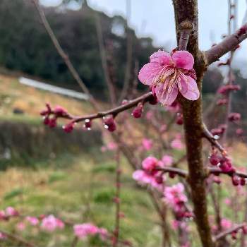 常陸梅