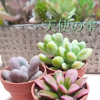 とちぎ花センターの投稿画像一覧 Greensnap グリーンスナップ