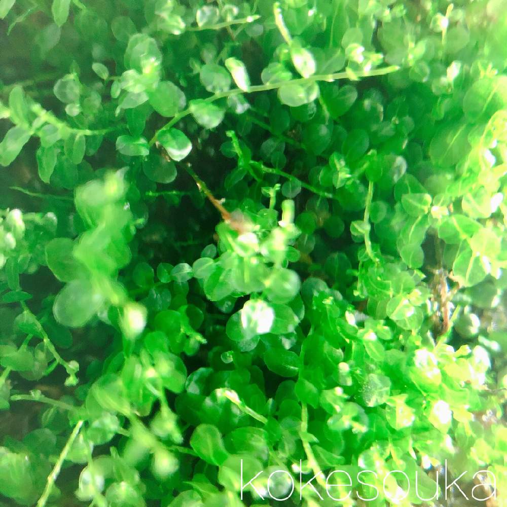 苔リウムの投稿画像 By メルカリ Shop Kokesouka 苔草花 さん 壁紙と苔のある生活と苔 コケ と苔インテリアと苔アートと苔テラリウムとインテリアとみんなのコケ図鑑と苔リウムと壁紙と苔のある生活と苔 コケ と苔インテリアと苔アートと苔テラリウムとみんなのコケ