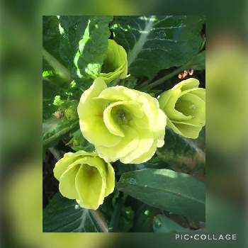 ヒヨドリ被害の投稿画像一覧 Greensnap グリーンスナップ
