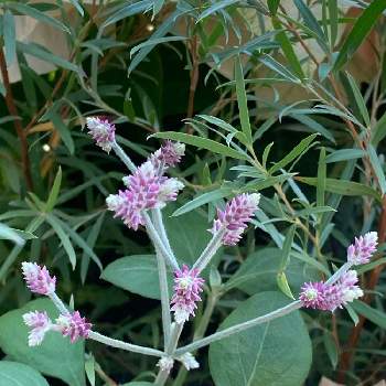 アルテルナンテラ アルテミスの投稿画像一覧 Greensnap グリーンスナップ