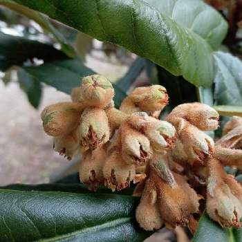 枇杷の実の投稿画像一覧 Greensnap グリーンスナップ