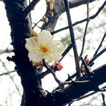 大寒波の画像 by そらみんさん | 小さな庭と梅の木と綺麗と大寒波