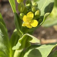 菜の花,チンゲンサイ,花壇,ガーデニング,野菜の花の画像