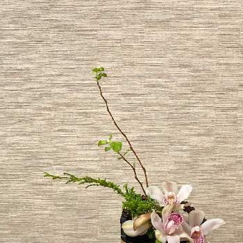 ヒバの画像 by suihoさん | 部屋とヒバとキンバテマリとシンビジウムとお花大好き♡とお部屋に花をと花いろいろといけばなと花のある暮らしとお部屋に花を飾ろうとSいけばな