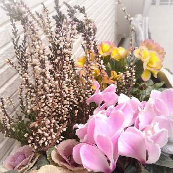 葉ボタン♡の画像 by ﾆｷｰﾀｼﾞｭﾘﾝ三世さん | 小さな庭とカルーナ❁とマイガーデンとナチュラルガーデンと ジュリアンとガーデニングと花のある暮らしと葉ボタン♡とガーデンシクラメン❤︎