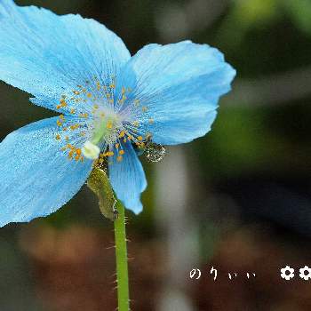 ヒマラヤの青いケシの投稿画像一覧 Greensnap グリーンスナップ