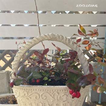 外置きの画像 by zoozoneさん | 玄関と元気！とチェッカーベリー♡と強い子と外置きとわたしの家の観葉植物