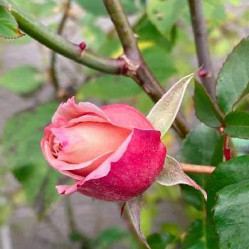 茶色の花の画像 by なおっちさん | エクステリアとバラ ジュリアとばら バラ 薔薇と茶色の花と茶系のバラ