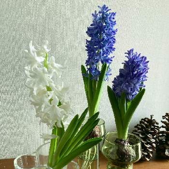 ヒヤシンス 白の投稿画像一覧 Greensnap グリーンスナップ ヒヤシンス 白の投稿画像一覧 Greensnap グリーンスナップ