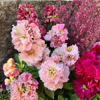 エリカ  ピンクの画像 by みゅぅさん | 小さな庭と寄せ植えとピンク❤︎ピンクと ストックとお花好きの人と繋がりたいと花が好きと良い香りとエリカ  ピンクと淡雪エリカプリティレッド